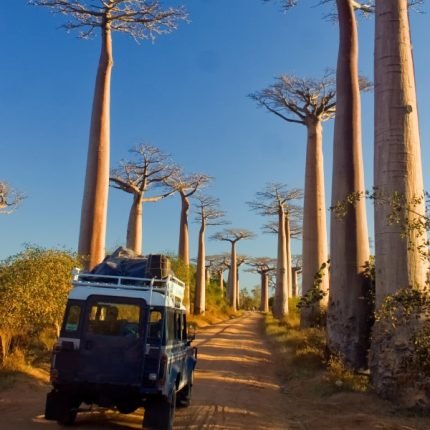 Baobabs-Bäume- Madagaskar