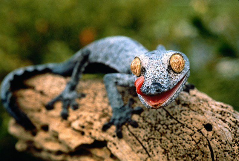 Blattschwanzgecko