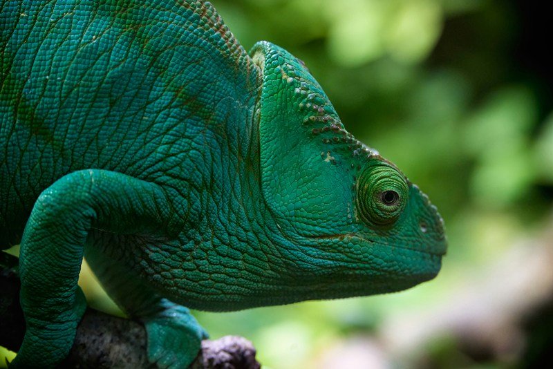 Chamäleon - Madagaskar Tiere