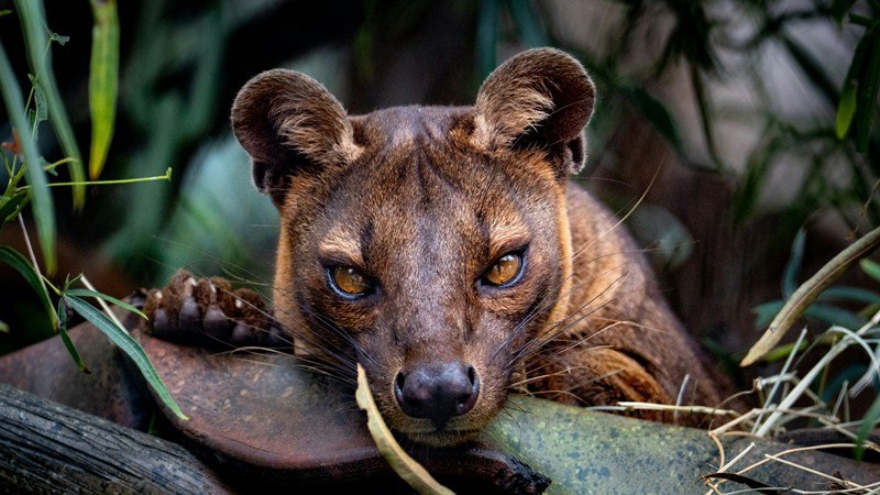 Fossa Madagaskar