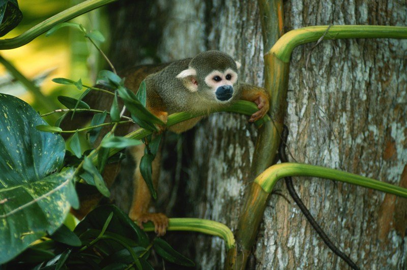 Lemuren in Madagaskar