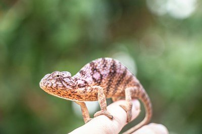 Madagaskar Tier bei einer Rundreise