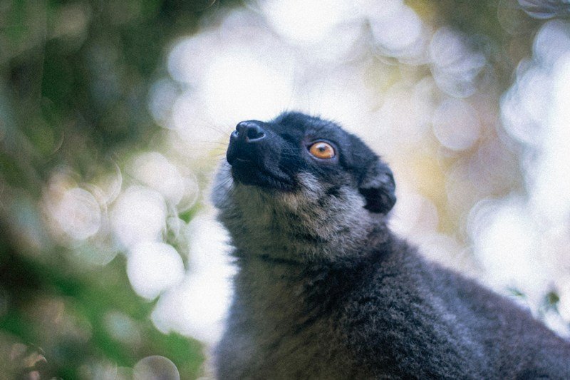 Madagaskar Tiere