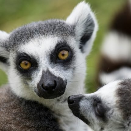 Lemur in Madagaskar