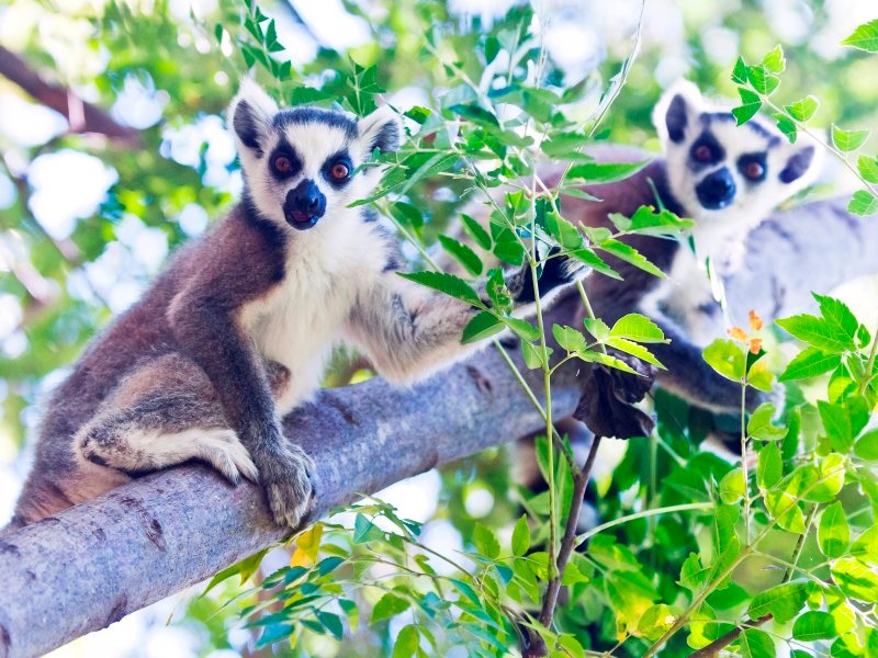 Lemurinsel-Madagaskar