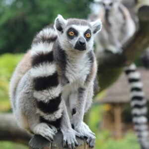 12 Tage Best of Madagaskar Rundreise