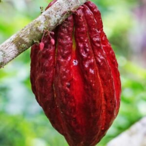 12 Tage Madagaskar Reize des Nordens Rundreise