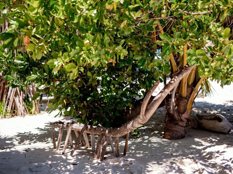 Einzigartige Tier und Pflanzenarten Madagaskar 1 1 - Madagaskar Individual