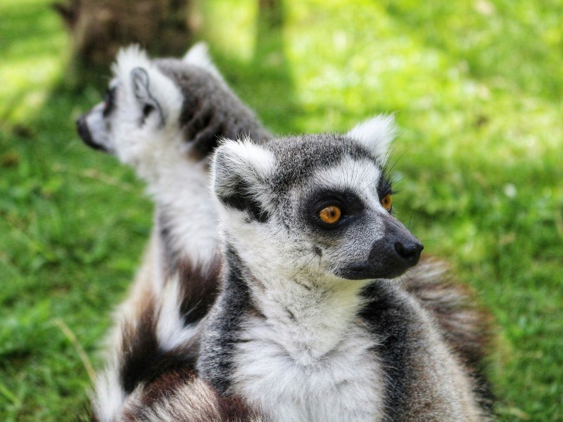 Madagaskar 5 - Madagaskar Individual