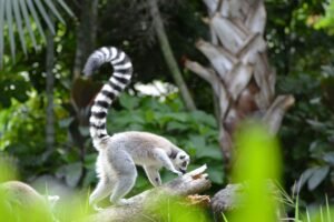 Madagaskar Urlaub gefährlich 12 Madagaskar Tiere