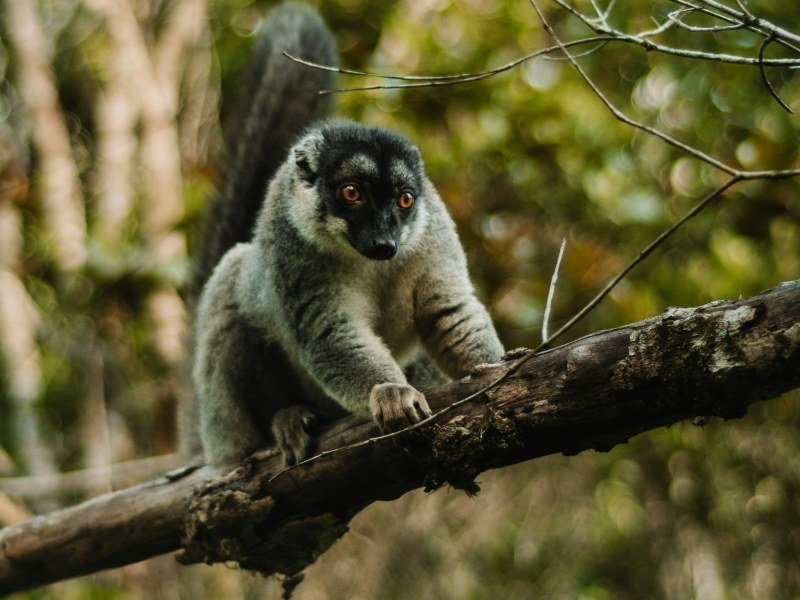 Andasibe Madagaskar - Madagaskar Individual