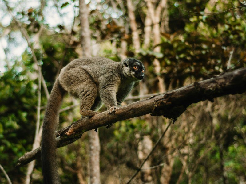 Madagaskar Urlaub Kosten – Reisekosten, Spartipps & Übersicht