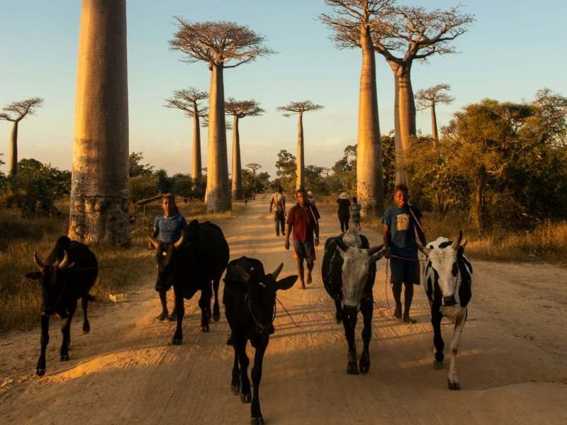 Madagaskar Urlaub gefährlich 2 Einwohner von Madagaskar 1 - Madagaskar Individual